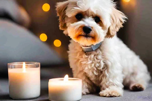 Flameless Candles for Pet-Friendly Homes